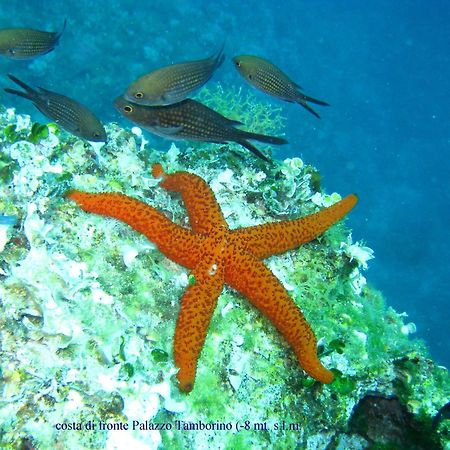 Grand Hotel Mediterraneo Santa Cesarea Terme Dış mekan fotoğraf